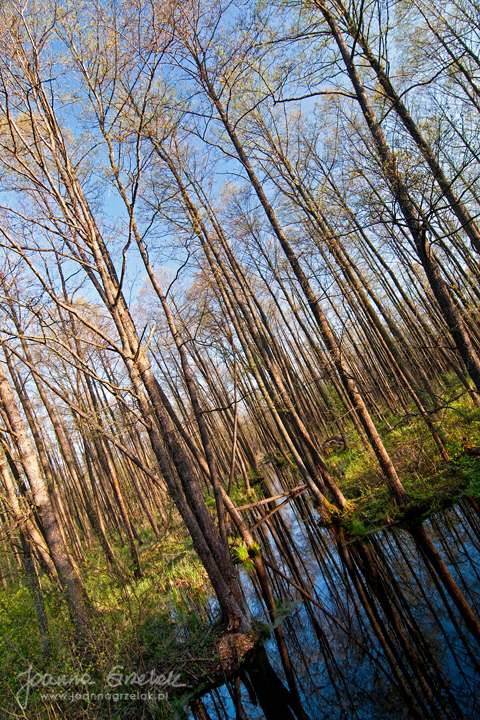 030_Biebrza - kwiecien 2012.jpg
